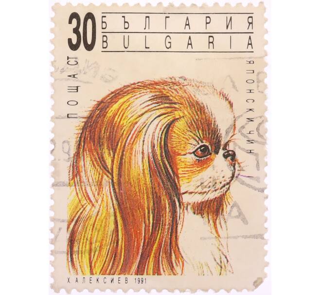 Почтовая марка 30 стотинок 1991 года Болгария «Собаки — Пекинес (Canis lupus familiaris)» (Артикул: K8-0440) — Фото №1