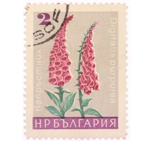 Почтовая марка 2 стотинки 1966 года Болгария «Цветы — Наперстянка пурпурная» — Фото №1