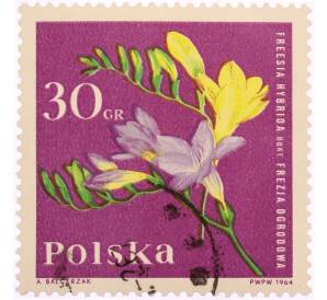 Почтовая марка 30 грошей 1964 года Польша «Садовые растения — Фрезия (Freesia hybrida)» — Фото №1