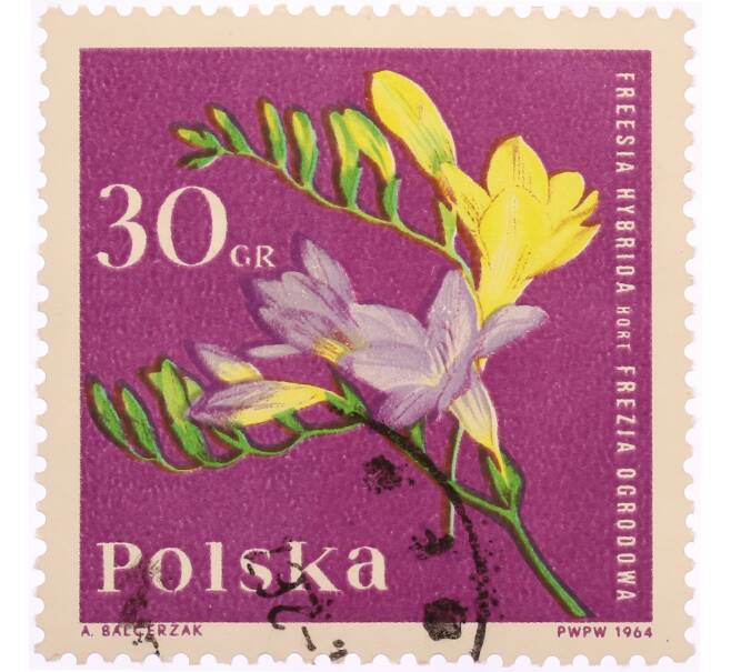 Почтовая марка 30 грошей 1964 года Польша «Садовые растения — Фрезия (Freesia hybrida)» (Артикул: K8-0454) — Фото №1