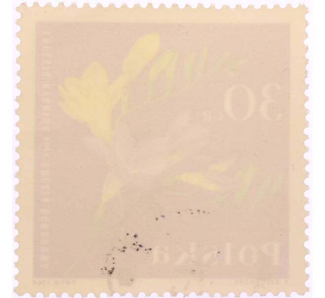 Почтовая марка 30 грошей 1964 года Польша «Садовые растения — Фрезия (Freesia hybrida)» (Артикул: K8-0454) — Фото №2
