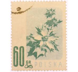 Почтовая марка 60 грошей 1957 года Польша «Охраняемые цветы — Синеголовник приморский (Eryngium maritimum)» — Фото №1