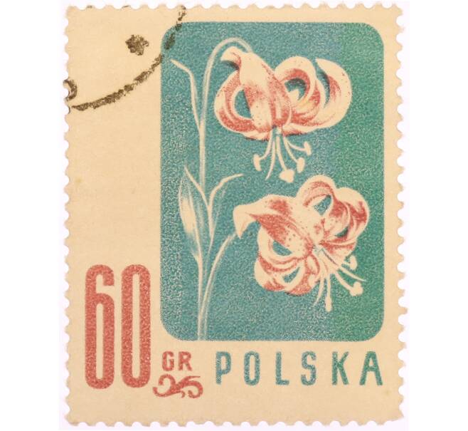 Почтовая марка 60 грошей 1957 года Польша «Охраняемые цветы — Мартагоны (Lilium martagon)» (Артикул: K8-0457) — Фото №1