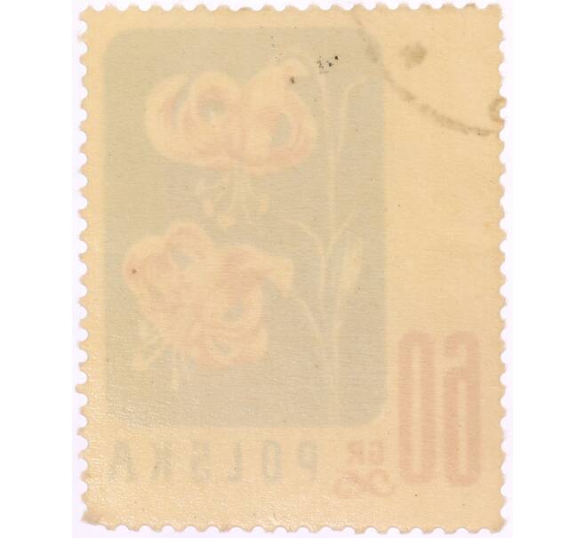 Почтовая марка 60 грошей 1957 года Польша «Охраняемые цветы — Мартагоны (Lilium martagon)» (Артикул: K8-0457) — Фото №2