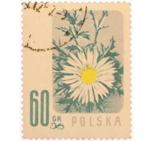 Почтовая марка 60 грошей 1957 года Польша «Охраняемые цветы — Колючник бесстебельный (Carlina acaulis)» — Фото №1