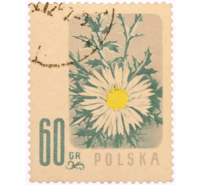 Почтовая марка 60 грошей 1957 года Польша «Охраняемые цветы — Колючник бесстебельный (Carlina acaulis)» (Артикул: K8-0458) — Фото №1