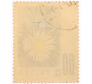 Почтовая марка 60 грошей 1957 года Польша «Охраняемые цветы — Колючник бесстебельный (Carlina acaulis)» — Фото №2