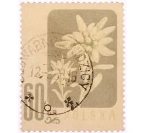 Почтовая марка 60 грошей 1957 года Польша «Охраняемые цветы — Эдельвейс альпийский (Leontopodium alpinum)» — Фото №1