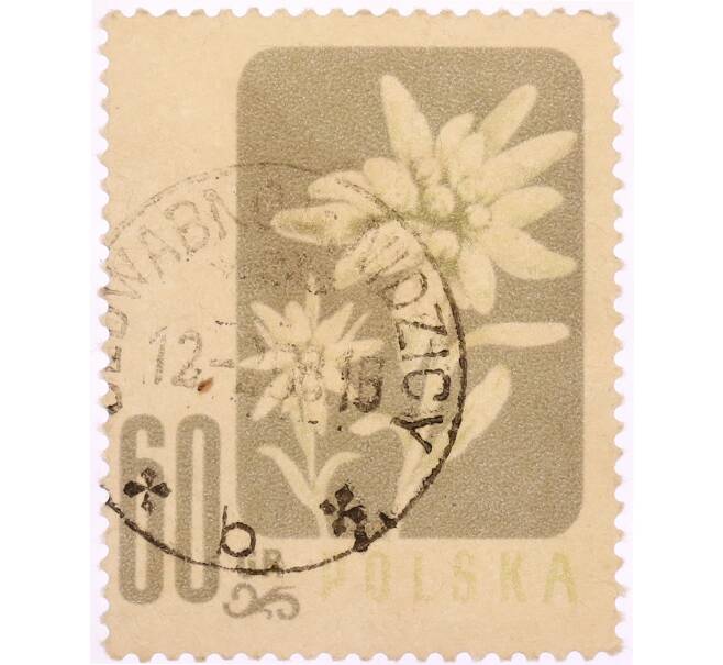 Почтовая марка 60 грошей 1957 года Польша «Охраняемые цветы — Эдельвейс альпийский (Leontopodium alpinum)» (Артикул: K8-0460) — Фото №1