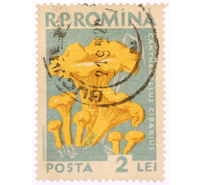 Почтовая марка 2 лей 1958 года Румыния «Грибы — Лисичка обыкновенная(Cantharellus cibarius)» (Артикул: K8-0462) — Фото №1