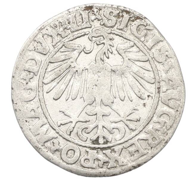 Монета 1/2 гроша 1549 года Литва (Артикул: K7-0003) — Фото №2
