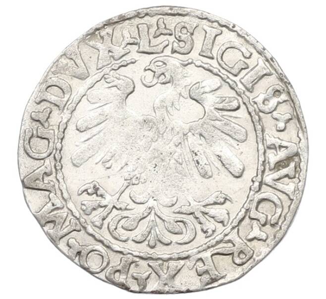 Монета 1/2 гроша 1559 года Литва (Артикул: K7-0005) — Фото №2