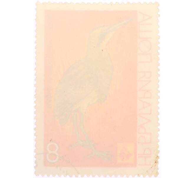 Почтовая марка 8 стотинок 1981 года «ЭКСПО 81 — Большая Выпь» (Артикул: K12-74599) — Фото №2