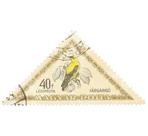 Почтовая марка 40 филлеров 1952 года Венгрия «Птицы — Золотая иволга (Oriolus oriolus)» — Фото №1