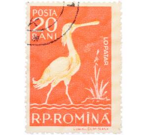 Почтовая марка 20 бани 1957 года Румыния «Обыкновенная колпица (Platalea leucorodia)»