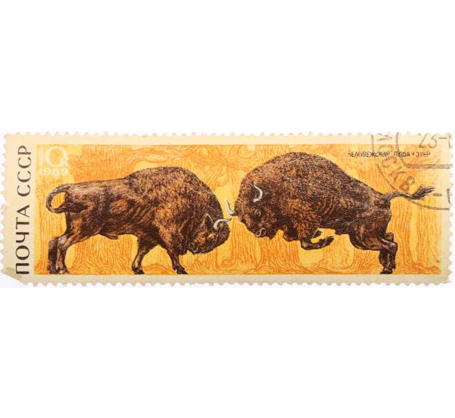 Почтовая марка 10 копеек 1969 года «Беловежская пуща — Зубр» (Артикул: K10-10533) — Фото №1