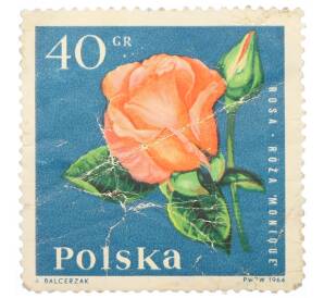 Почтовая марка 40 грошей 1964 года Польша «Садовые цветы — Роза Моник»