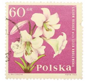 Почтовая марка 60 грошей 1964 года Польша «Садовые цветы — Королевская лилия (Lilium regale)»