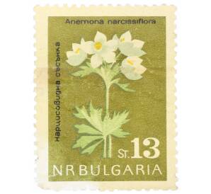 Почтовая марка 13 стотинок 1963 года Болгария «Ветреница нарциссоцветковая»