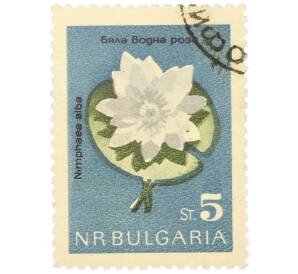 Почтовая марка 5 стотинок 1963 года Болгария «Кувшинка белая»