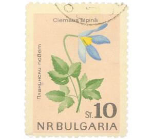 Почтовая марка 10 стотинок 1963 года Болгария «Ломонос альпийский»