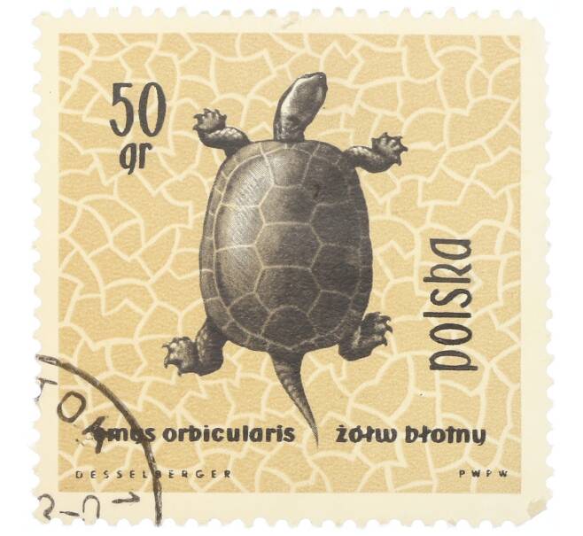 Почтовая марка 50 грошей 1963 года Польша «Охраняемые рептилии и амфибии — Европейская болотная черепаха» (Артикул: P2-1016) — Фото №1