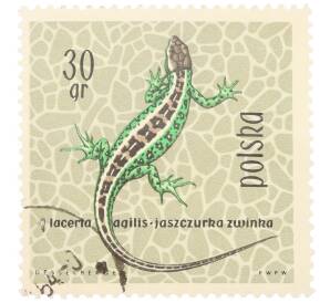 Почтовая марка 30 грошей 1963 года Польша «Охраняемые рептилии и амфибии — Прыткая ящерица»