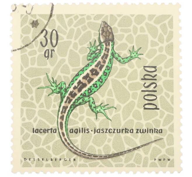 Почтовая марка 30 грошей 1963 года Польша «Охраняемые рептилии и амфибии — Прыткая ящерица» (Артикул: P2-1019) — Фото №1