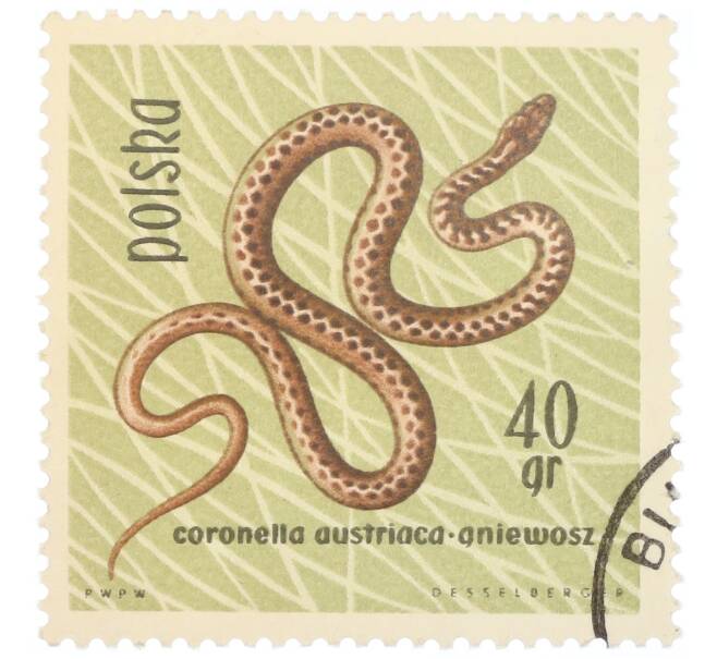 Почтовая марка 40 грошей 1963 года Польша «Охраняемые рептилии и амфибии — Обыкновенная медянка» (Артикул: P2-1026) — Фото №1