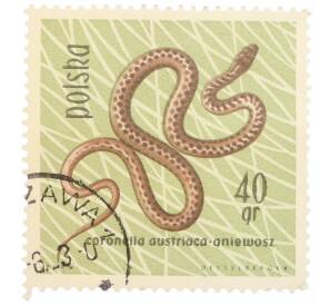 Почтовая марка 40 грошей 1963 года Польша «Охраняемые рептилии и амфибии — Обыкновенная медянка»