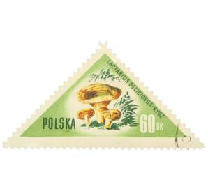 Почтовая марка 60 грошей 1959 года Польша «Грибы — Рыжик настоящий»