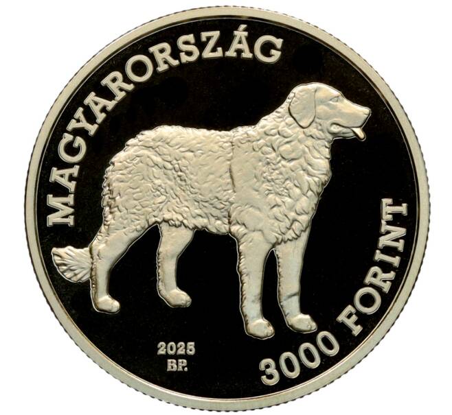 Монета 3000 форинтов 2025 года Венгрия «Венгерская порода собак — Куваш» (Артикул: M2-92025) — Фото №2