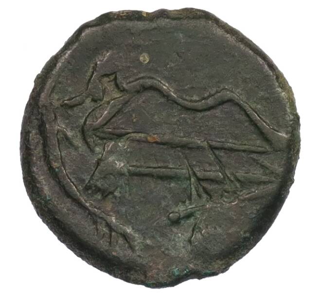 Монета Тетрахалк 275-250 года до н.э. Боспорское царство (Пантикапей) (Артикул: K1-7136) — Фото №2