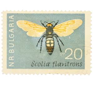 Почтовая марка 20 стотинок 1964 года Болгария «Сколия флавитронс (Scolia flavitrons)» — Фото №1