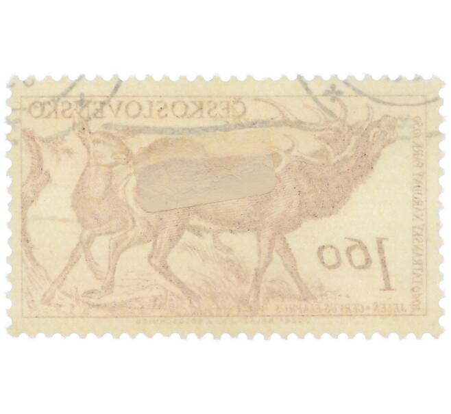 Почтовая марка 1.6 кроны 1957 года Чехословакия «Флора и фауна Татранского национального парка — Олень» (Артикул: P2-1206) — Фото №2