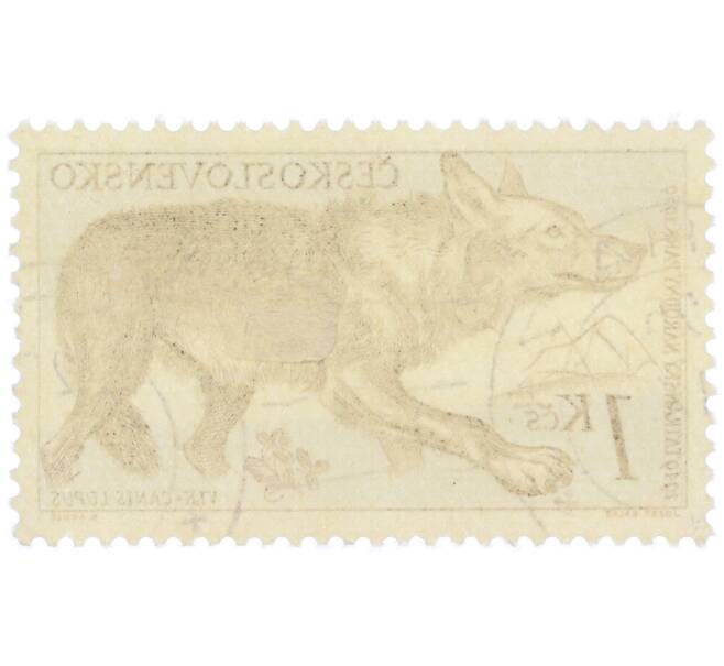 Почтовая марка 1 крона 1957 года Чехословакия «Флора и фауна Татранского национального парка — Волк» (Артикул: P2-1207) — Фото №2