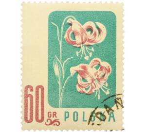 Почтовая марка 60 грошей 1957 года Польша «Цветы — Лилия кудреватая» — Фото №1