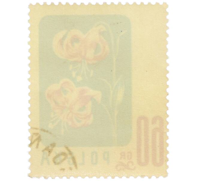 Почтовая марка 60 грошей 1957 года Польша «Цветы — Лилия кудреватая» (Артикул: P2-1255) — Фото №2