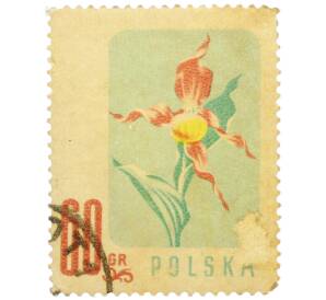 Почтовая марка 60 грошей 1957 года Польша «Цветы — Башмачок настоящий» — Фото №1