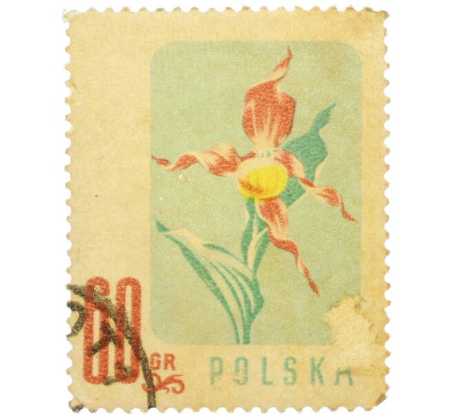 Почтовая марка 60 грошей 1957 года Польша «Цветы — Башмачок настоящий» (Артикул: P2-1256) — Фото №1