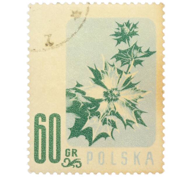 Почтовая марка 60 грошей 1957 года Польша «Цветы — Синеголовник приморский» (Артикул: P2-1257) — Фото №1