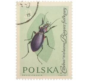 Почтовая марка 30 грошей 1961 года Польша «Жуки — Фиолетовая жужелица» — Фото №1