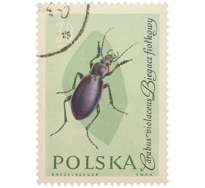 Почтовая марка 30 грошей 1961 года Польша «Жуки — Фиолетовая жужелица» (Артикул: P2-1258) — Фото №1