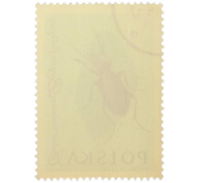 Почтовая марка 30 грошей 1961 года Польша «Жуки — Фиолетовая жужелица» (Артикул: P2-1258) — Фото №2