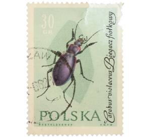 Почтовая марка 30 грошей 1961 года Польша «Жуки — Фиолетовая жужелица» — Фото №1