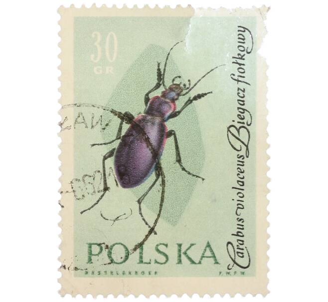 Почтовая марка 30 грошей 1961 года Польша «Жуки — Фиолетовая жужелица» (Артикул: P2-1259) — Фото №1