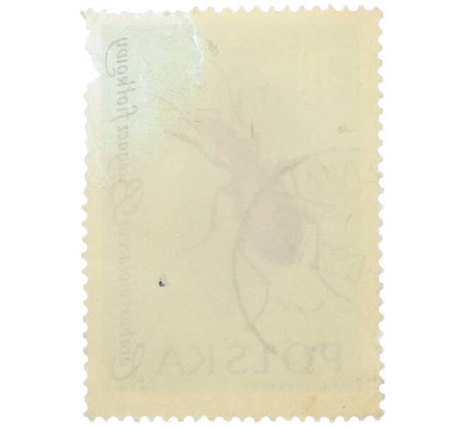 Почтовая марка 30 грошей 1961 года Польша «Жуки — Фиолетовая жужелица» (Артикул: P2-1259) — Фото №2