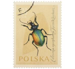 Почтовая марка 20 грошей 1961 года Польша «Жуки — Красотел пахучий» — Фото №1