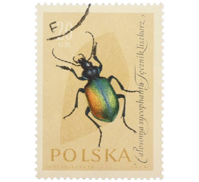Почтовая марка 20 грошей 1961 года Польша «Жуки — Красотел пахучий» (Артикул: P2-1260) — Фото №1