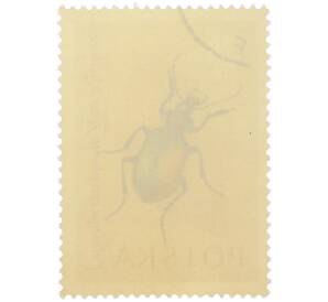 Почтовая марка 20 грошей 1961 года Польша «Жуки — Красотел пахучий» — Фото №2